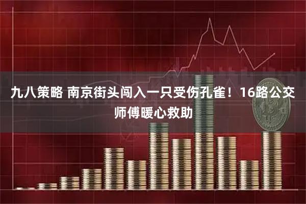 九八策略 南京街头闯入一只受伤孔雀！16路公交师傅暖心救助
